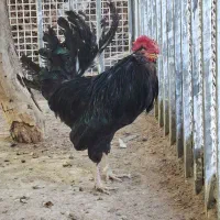 تخم مرغ نطفه دار گلین