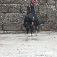 فروش مرغ لاری درجه۱