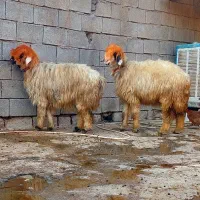 ۲۴راس میش بختیاری|حیوانات مزرعه|شوشتر, |دیوار