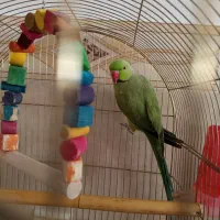 طوطی ملنگو|پرنده|زنجان, |دیوار