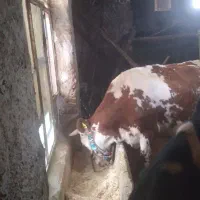 گاو و گوساله سیمیتال|حیوانات مزرعه|بروجرد, |دیوار