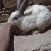 خرگوش