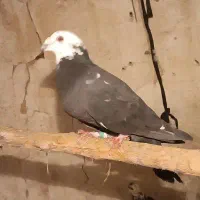 کبوتر پلاکی بزک