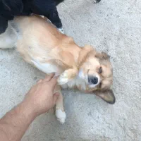 یه جفت سگ پاکوتاه نرماده مشکی و قهوه ای