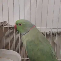 فروش طوطی ملنگو نر|پرنده|گرگان, |دیوار