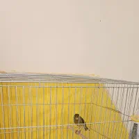 قناری سبز مست