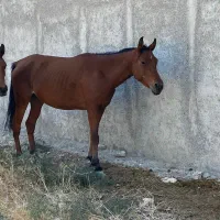 اسب مادیون عرب