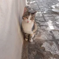 واگذاری گربه