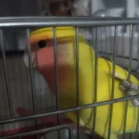پرنده