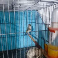 سهره نر دهن باغی دوساله تازه صاف