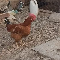 یک عدد خروس جوان