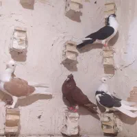 کبوتر|پرنده|فشاپویه, |دیوار