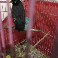 مرغ مینا سخنگو