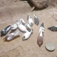 کبوترها همه سالم