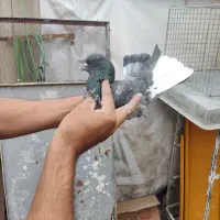 کفتر کفتر بازی