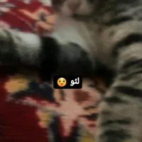 گربه گمشده|حیوانات|تبریز, |دیوار