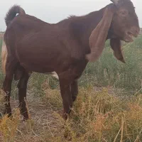 یک عدد نر بزغاله