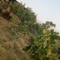 باغ در شهر یامچی به متراژ 1200متر  امتیاز  آبیاری