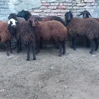 ۶عدد بره ماده جنس قزل افشار درجه یک فوری|حیوانات مزرعه|سیجوال, |دیوار