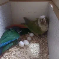 طوطی گیرینچیک