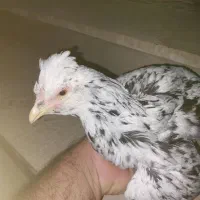 تخم نطفه دار گلین|حیوانات مزرعه|گیلان غرب, |دیوار