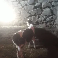 ماده سیمنتال|حیوانات مزرعه|سنقر, |دیوار