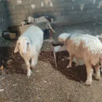 گوسفند میش|حیوانات مزرعه|شهرکرد, |دیوار