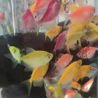 ماهی کالر زبرا تایگر