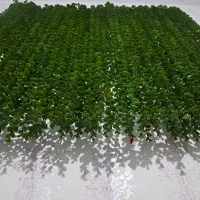 ۱۵ عدد گل شمشاد پرحجم سالم