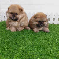 توله سگپامر خرسی|سگ|شیراز, دکتر حسابی|دیوار