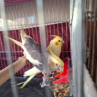 بازرگانی امیر پرنده زینتی|پرنده|نقده, |دیوار