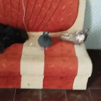 چهار عدد کفتر|پرنده|فیروزآباد (فارس), |دیوار