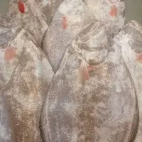 سلام ماهی فروش کنگانی