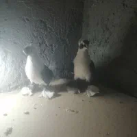 کبوترالوان