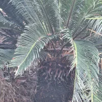 گل سیکاس خوب با کیفیت