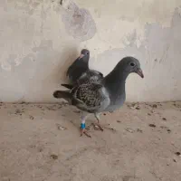 جوجه مسافتی|پرنده|بوشهر, |دیوار