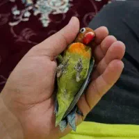 کوتوله برزیلی ۳ ماهه|پرنده|آبیک, |دیوار