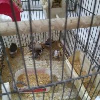 6 عدد فنج مولد|پرنده|تهران, جیحون|دیوار