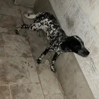سگ نژاد دالمیشن فوری|سگ|شهریار, شهرک وائین|دیوار