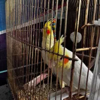 عروس هلندی زعفرانی