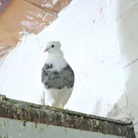 طوقی سرکه ای|پرنده|اردکان, |دیوار