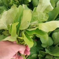 نشا بادمجان و توت