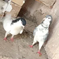 کبوتر رنگه آلمانی