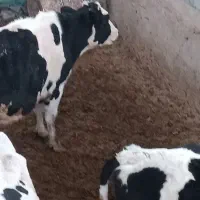 فروش ۴راس گاو شکم اول و آبستن