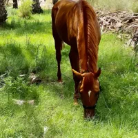 اسب نریان دره شوری