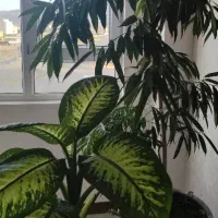 تهاتری یا فروش واحد کامل در خارج از کشور