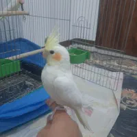 دو عروس هلندی با وسایل کامل|پرنده|گلپایگان, |دیوار