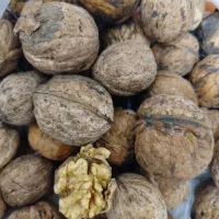 فروش گردو