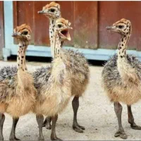 شترمرغ شتر مرغ