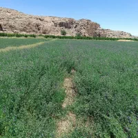 بزریونجه
